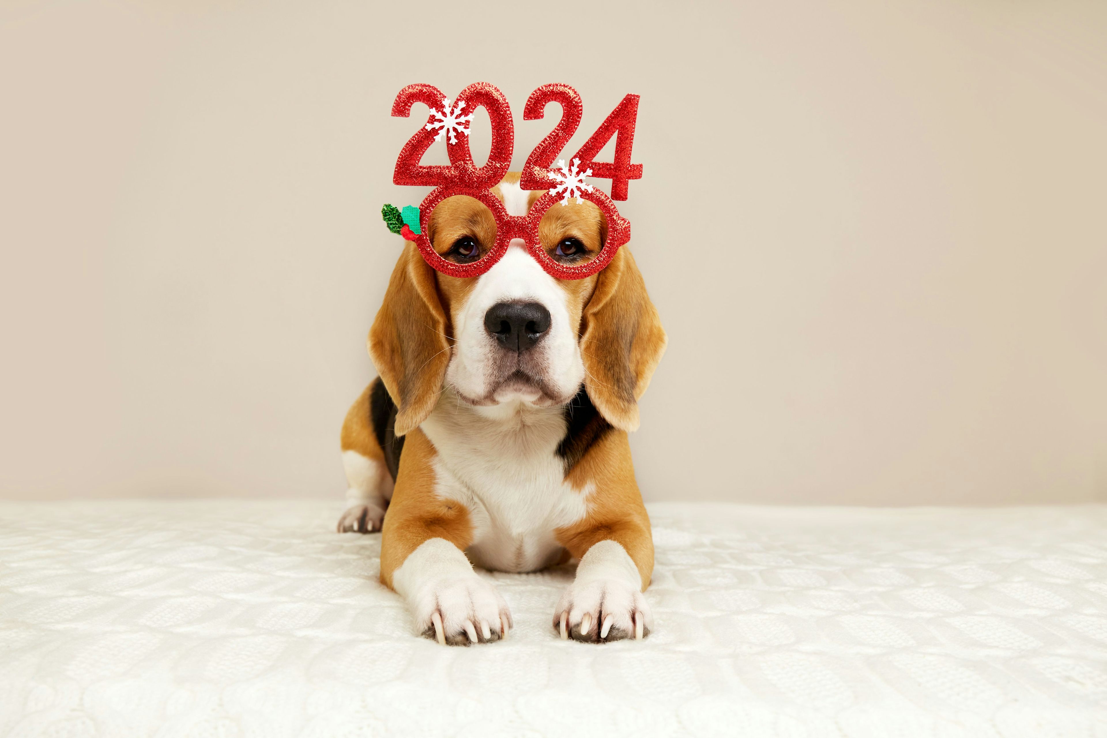 Hund mit 2024-Brille 