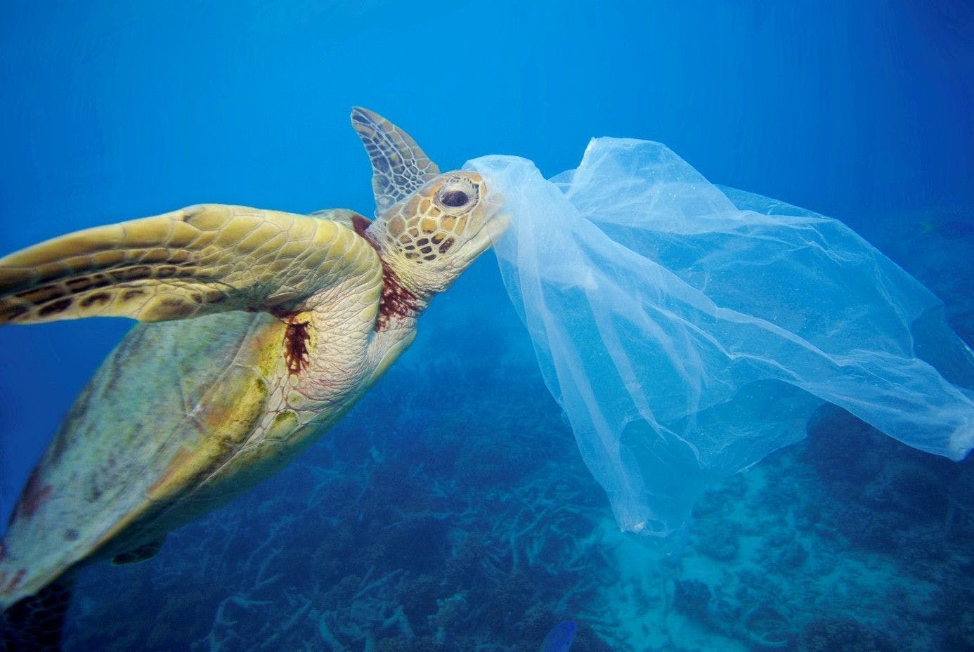 Eine Schildkröte mit einer Plastiktüte. 